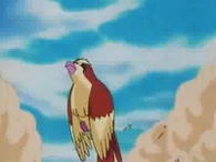 EP001 Ataque Arena de Pidgey salvaje