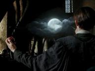 Lupin-molliccio
