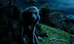 Remus Lupin come lupo mannaro