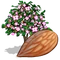 Almond Tree-icon.png