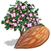 Almond Tree-icon.png