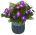 Purple Flowers