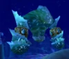 Hydrius
