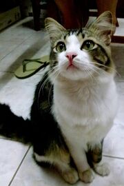Cuteino