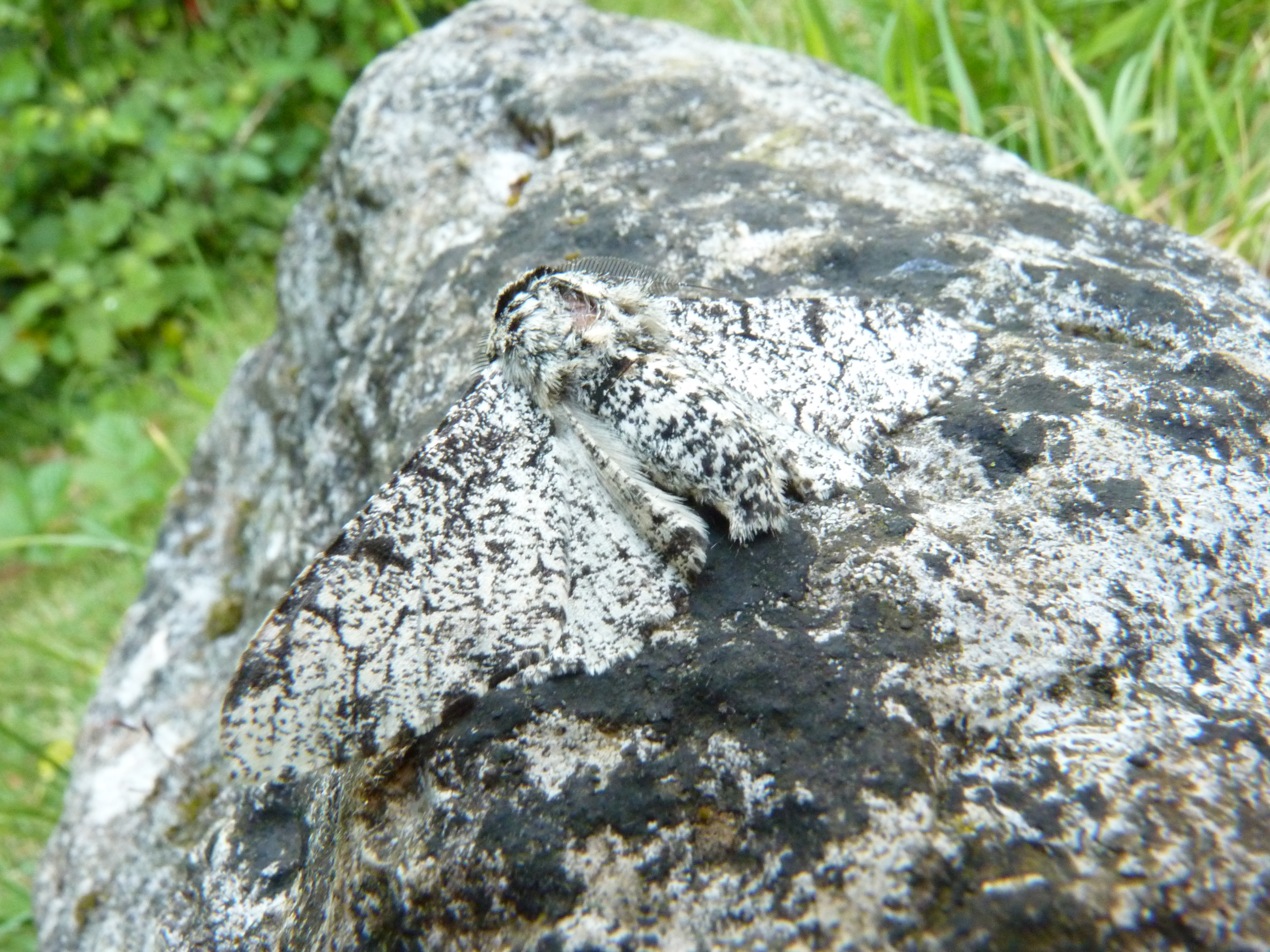 White Peppered Moth