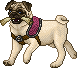 Light Pungeon Adult Female.gif