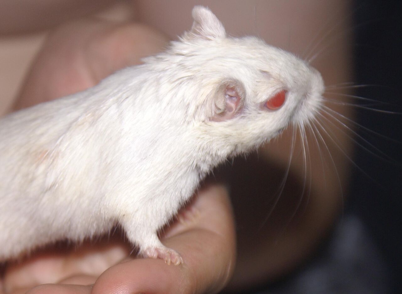 beard gerbils