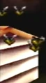 Bees.jpg