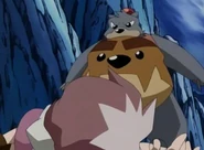 Bear Bomber2