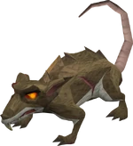 Warped Rat