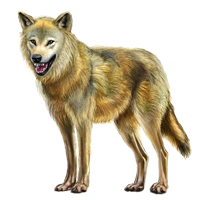 Huge item himalayanwolf 01.png