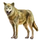 Item himalayanwolf 01
