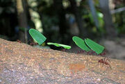 Leaf cutter ants