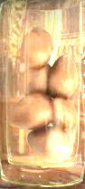 Ashwinder huevos