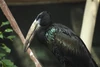 Stork
