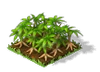 Cassava Fruit