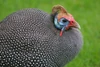 Galliformes