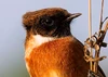 Passerine