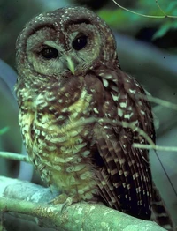 Spotted Owl