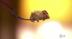 Easyaspie