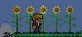 5 Sunflowers.png
