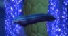DeviousGreat-Eel