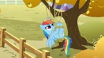 Rainbow Dash tangled in rope S01E13