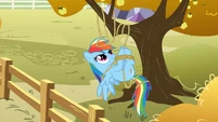Rainbow Dash tangled in rope S01E13