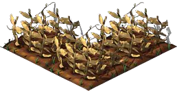 Sunflower4.png