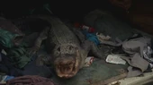 TommyGatorpic