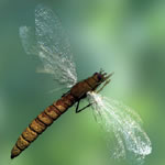 Falconfly1