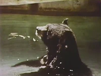 Animalsbathing