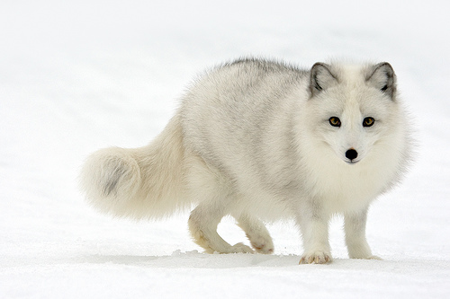 A Arctic Fox