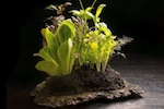 Salad-centerpiece-alinea-150
