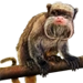Item emperortamarin 01.png