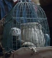 Ferret.jpg