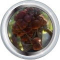Badge-picture-3.png