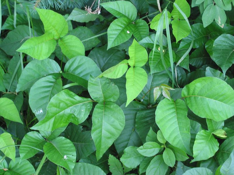 Toxicodendron_radicans.jpg