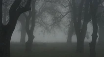 Creepy forest