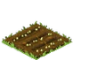 Barley Seed
