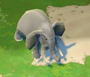 Elephant