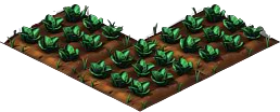 Cabbage3.png