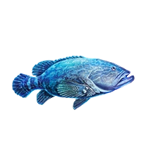 Huge item goliathgrouper 01