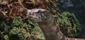 Python.png