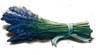 LavenderPlant.png