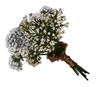 ValerianSprigs.png