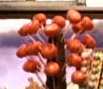 Patacitrouilles.png