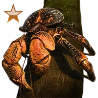 Huge item coconutcrab bronze 01.png