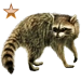 Raccoon