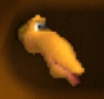 Gobi Icon BK
